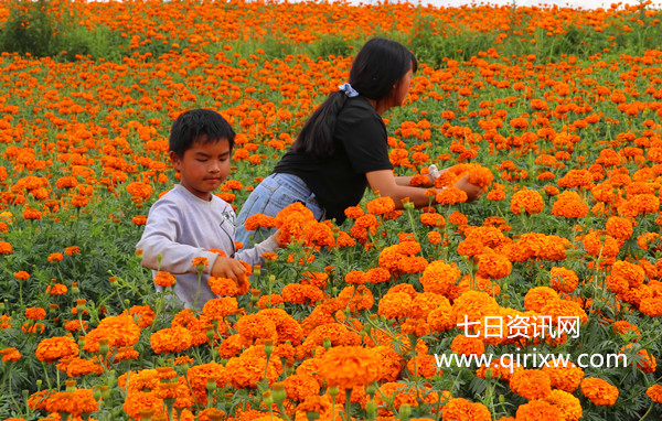 丘北腻脚乡万亩菊海惹人醉